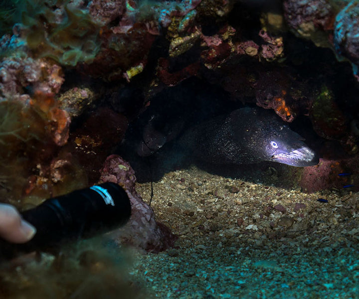 OrcaTorch - D580 - Orcatorch - Aquaholics Dive Centre, Shop and Sea Safari