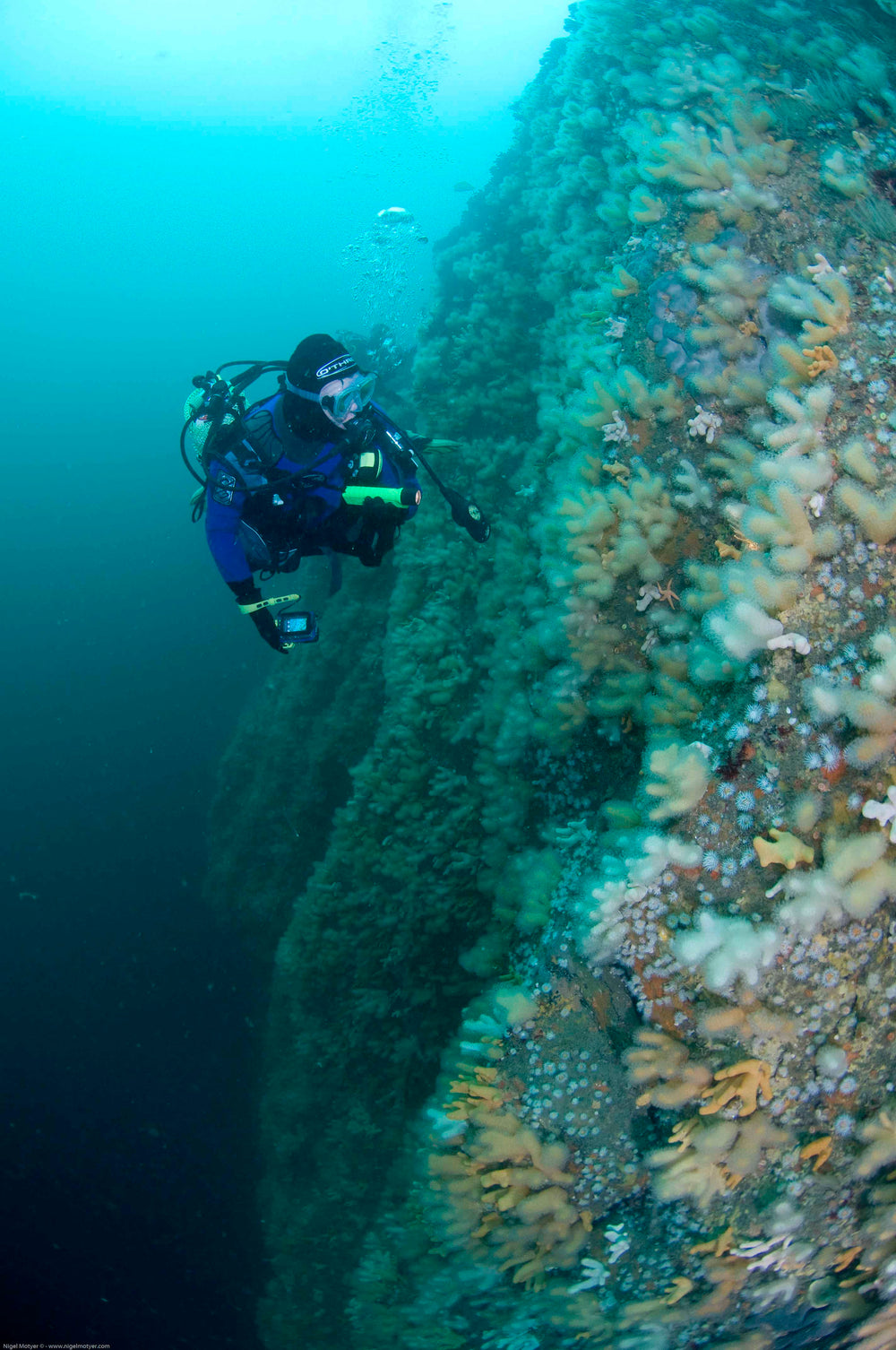 PADI Advanced Open Water Course - PADI - Aquaholics Dive Centre, Shop and Sea Safari