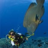 PADI Project AWARE Specialty
