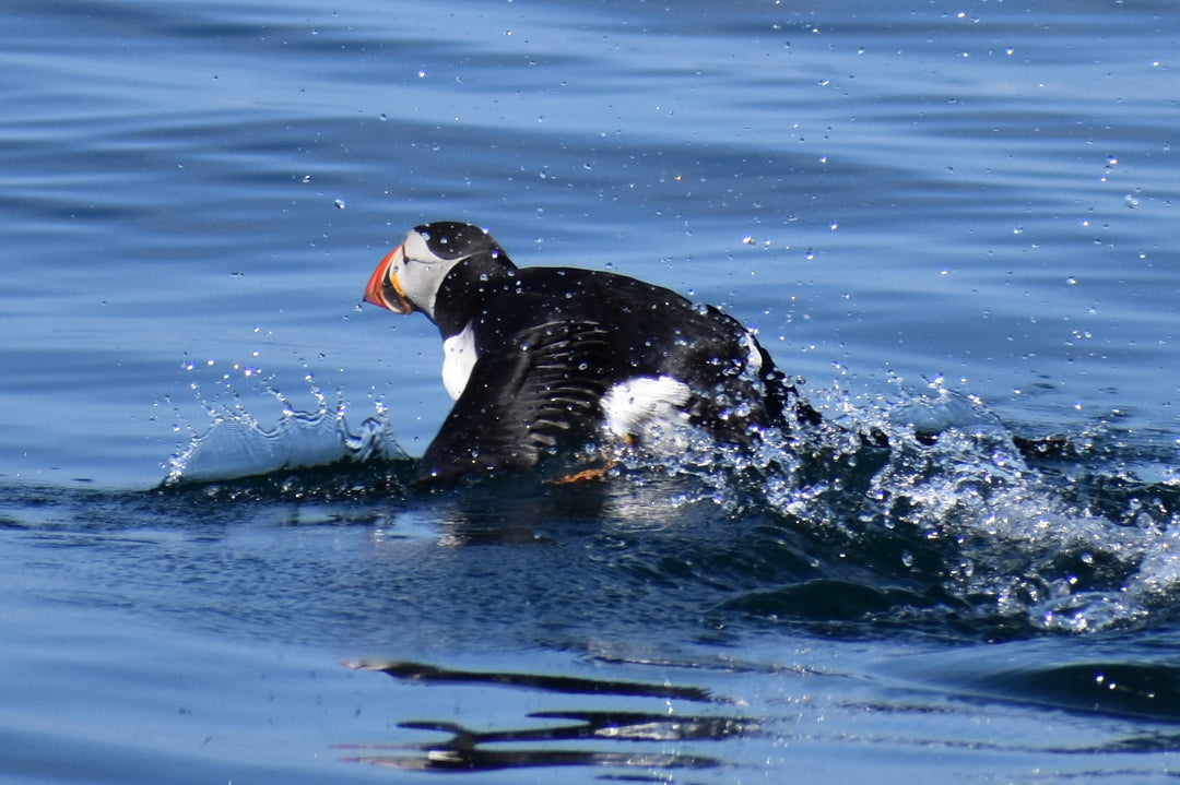 Puffin Express- Rathlin and Carrick-a-Rede Ropebridge boat trip from Ballycastle - Aquaholics Dive Centre, Shop and Sea Safari - Aquaholics Dive Centre, Shop and Sea Safari