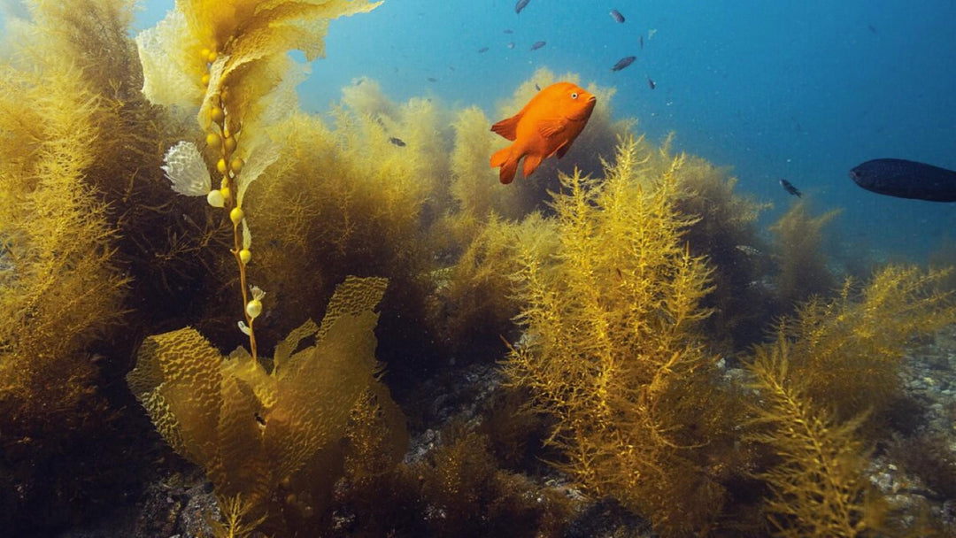 PADI Underwater Naturalist Specialty - PADI - Aquaholics Dive Centre, Shop and Sea Safari