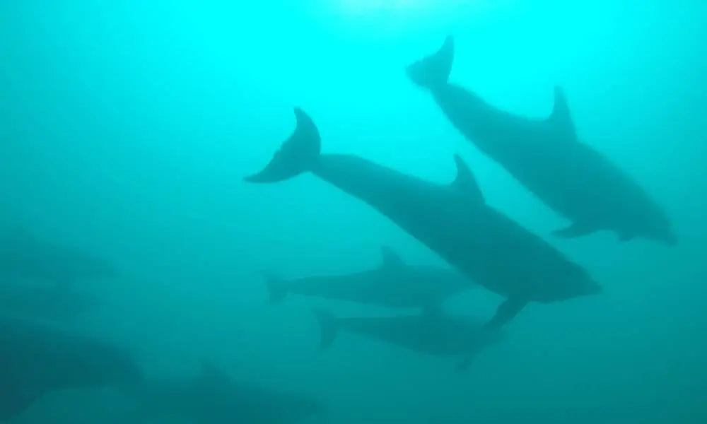 Dolphins above and below - Aquaholics Dive Centre, Shop and Sea Safari