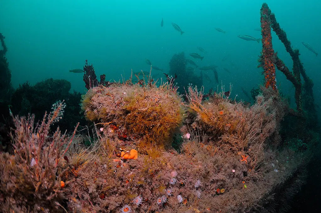 Rathlin and North Coast photos - Aquaholics Dive Centre, Shop and Sea Safari