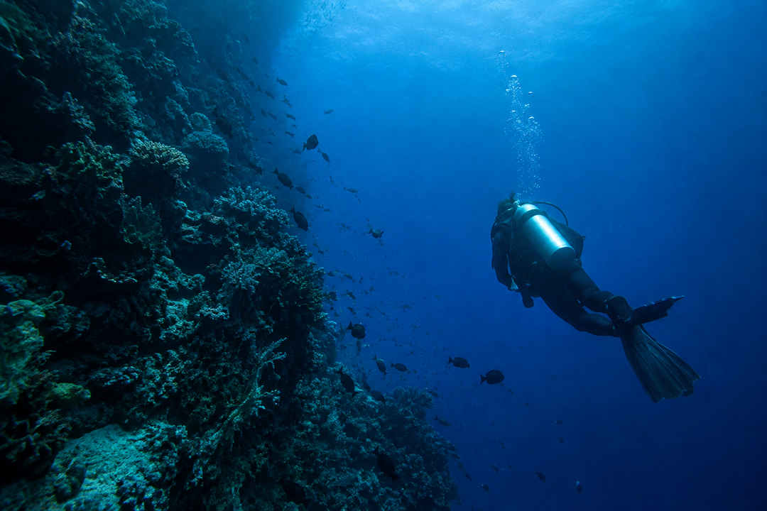 Scuba Diving Into The Deep Blue What Awaits Below
