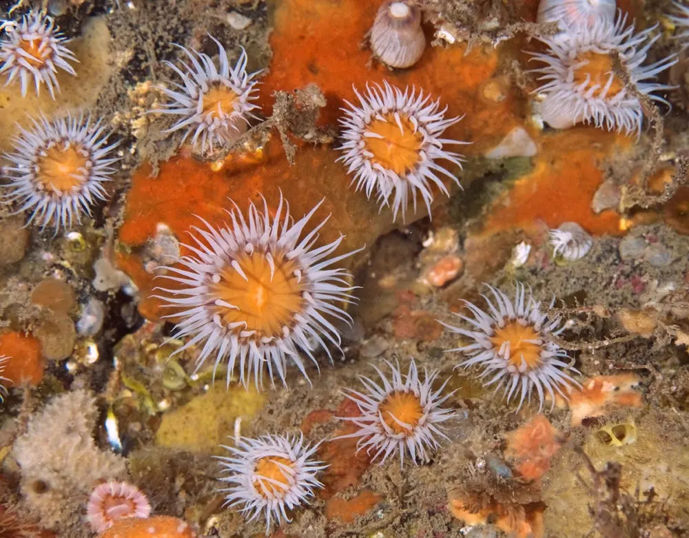 Scubaverse Article on diving with Scubadive west and Aquaholics - Aquaholics Dive Centre, Shop and Sea Safari