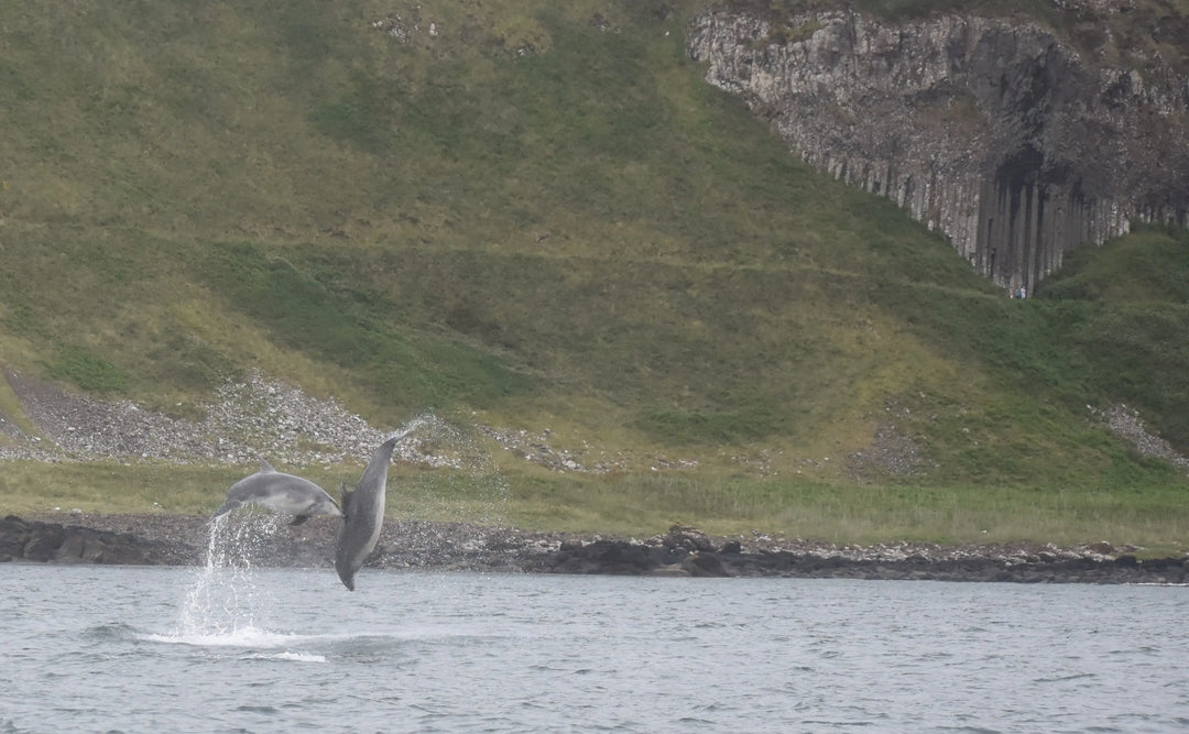 a for last 6 days on our giants causeway trips - Aquaholics Dive Centre, Shop and Sea Safari