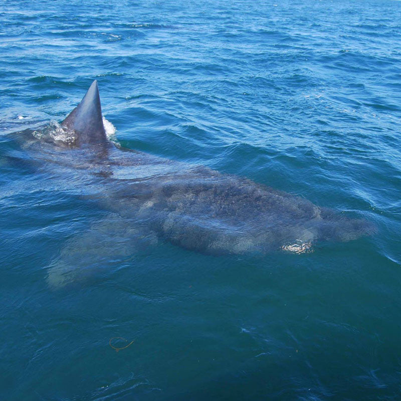 Basking Shark Boat Trips