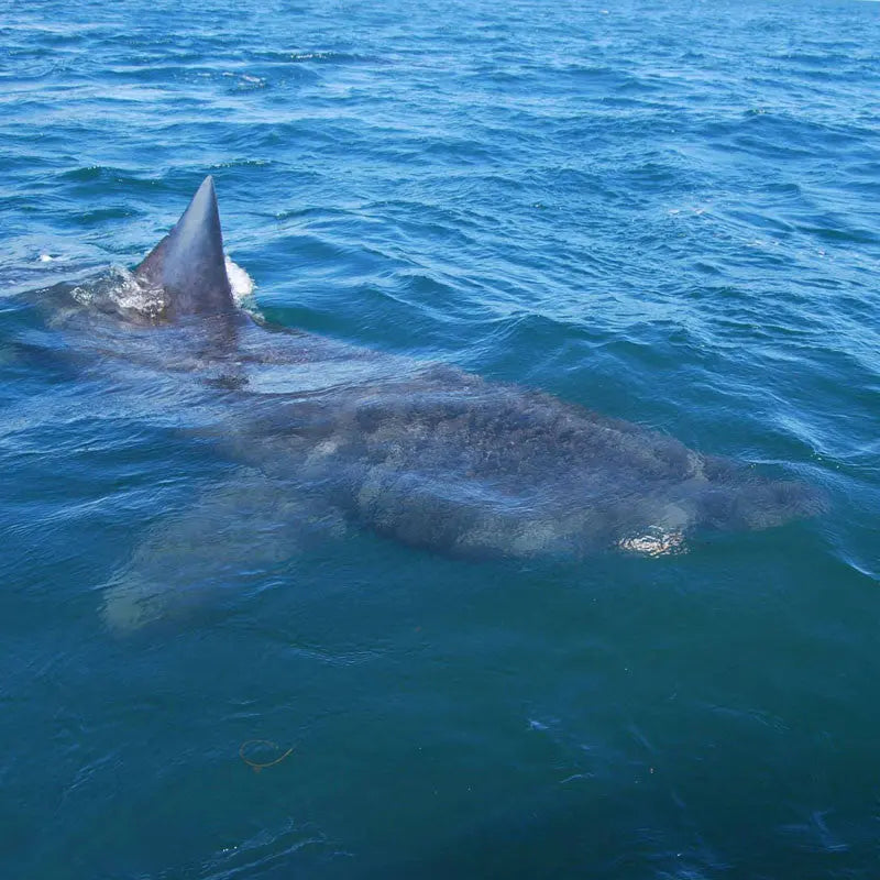 Basking Shark Boat Trips Aquaholics Dive Centre, Shop and Sea Safari