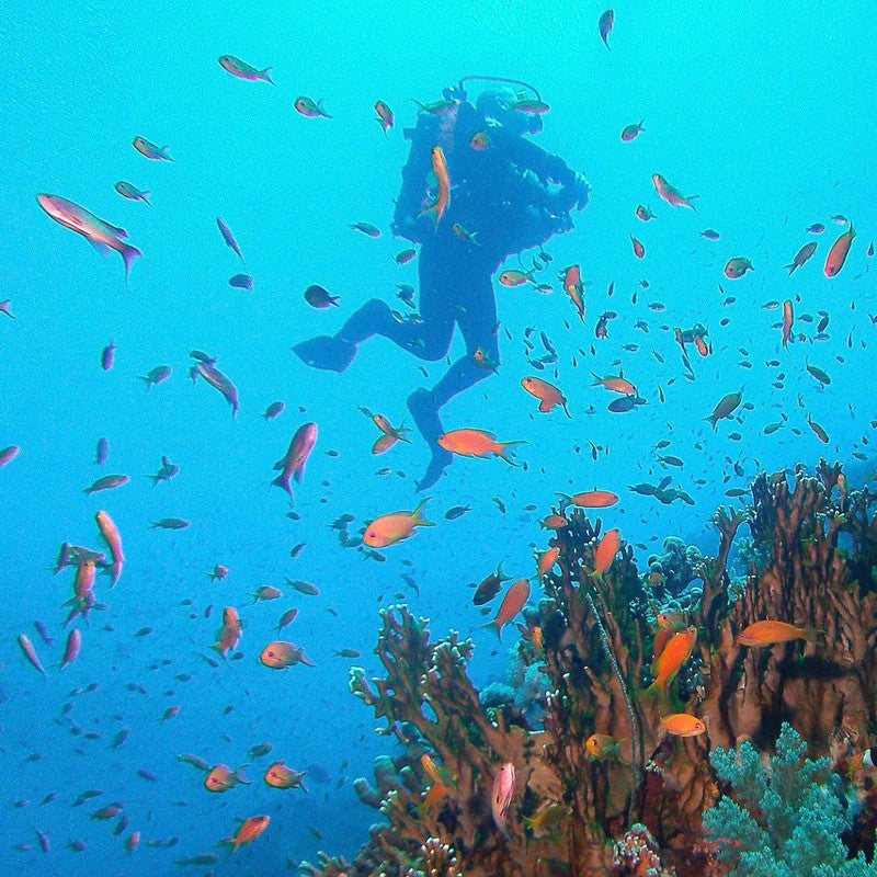 Dive Trips Abroad