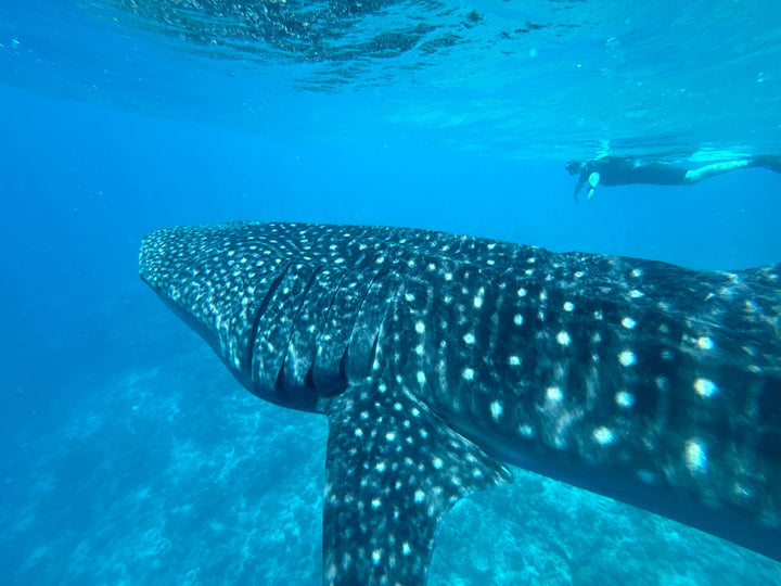 Liveaboard Deep South Maldives February 2025 - Aquaholics Dive Centre, Shop and Sea Safari - Aquaholics Dive Centre, Shop and Sea Safari