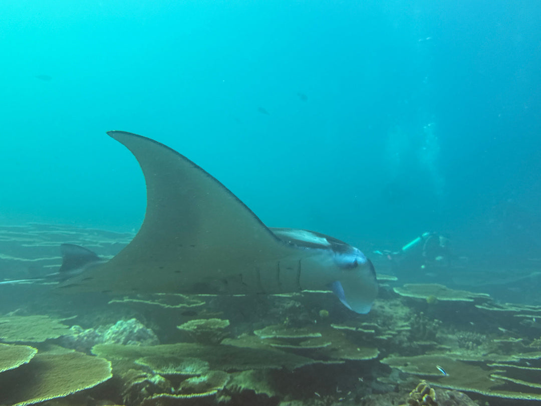 Liveaboard Deep South Maldives February 2025 - Aquaholics Dive Centre, Shop and Sea Safari - Aquaholics Dive Centre, Shop and Sea Safari