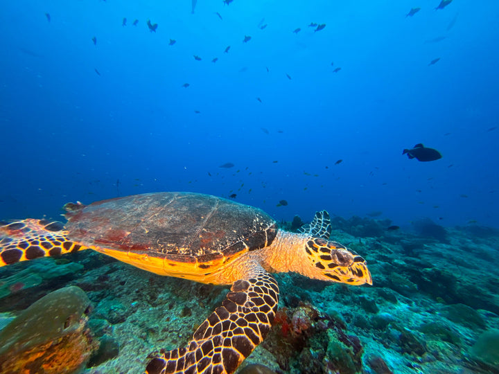 Liveaboard Deep South Maldives February 2025 - Aquaholics Dive Centre, Shop and Sea Safari - Aquaholics Dive Centre, Shop and Sea Safari