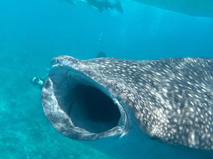 Liveaboard Deep South Maldives February 2025 - Aquaholics Dive Centre, Shop and Sea Safari - Aquaholics Dive Centre, Shop and Sea Safari