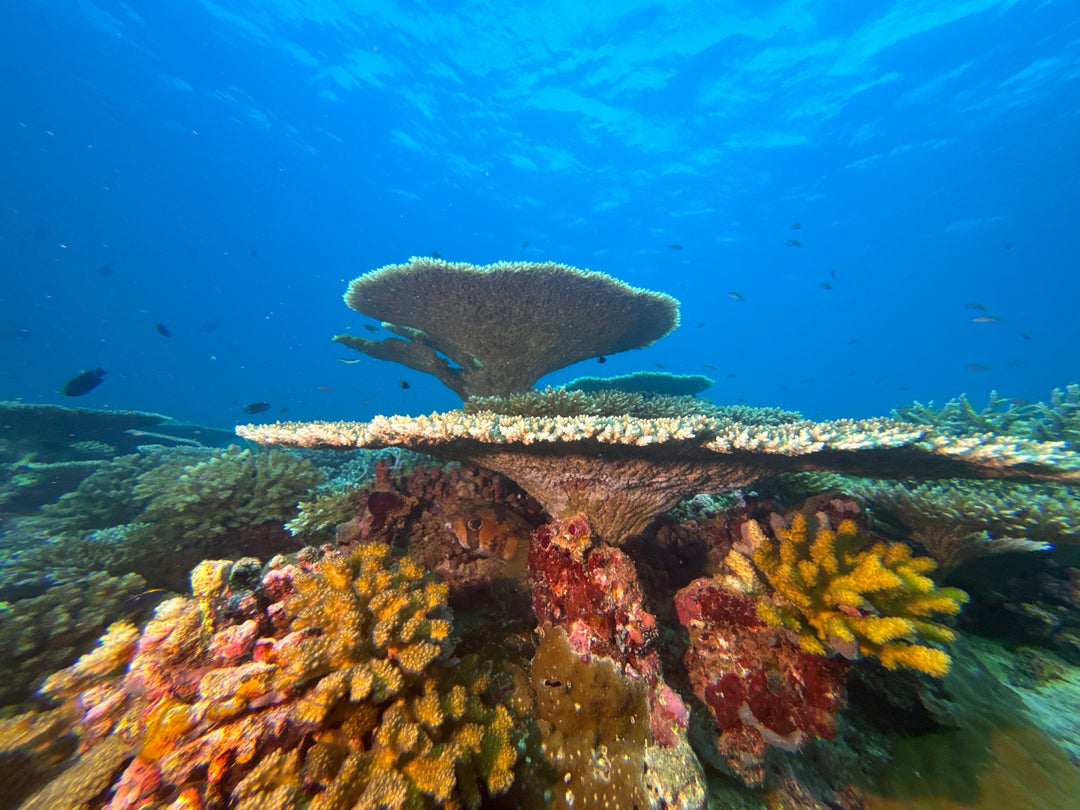 Liveaboard Deep South Maldives February 2025 - Aquaholics Dive Centre, Shop and Sea Safari - Aquaholics Dive Centre, Shop and Sea Safari