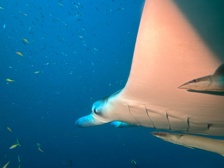 Liveaboard Deep South Maldives February 2025 - Aquaholics Dive Centre, Shop and Sea Safari - Aquaholics Dive Centre, Shop and Sea Safari