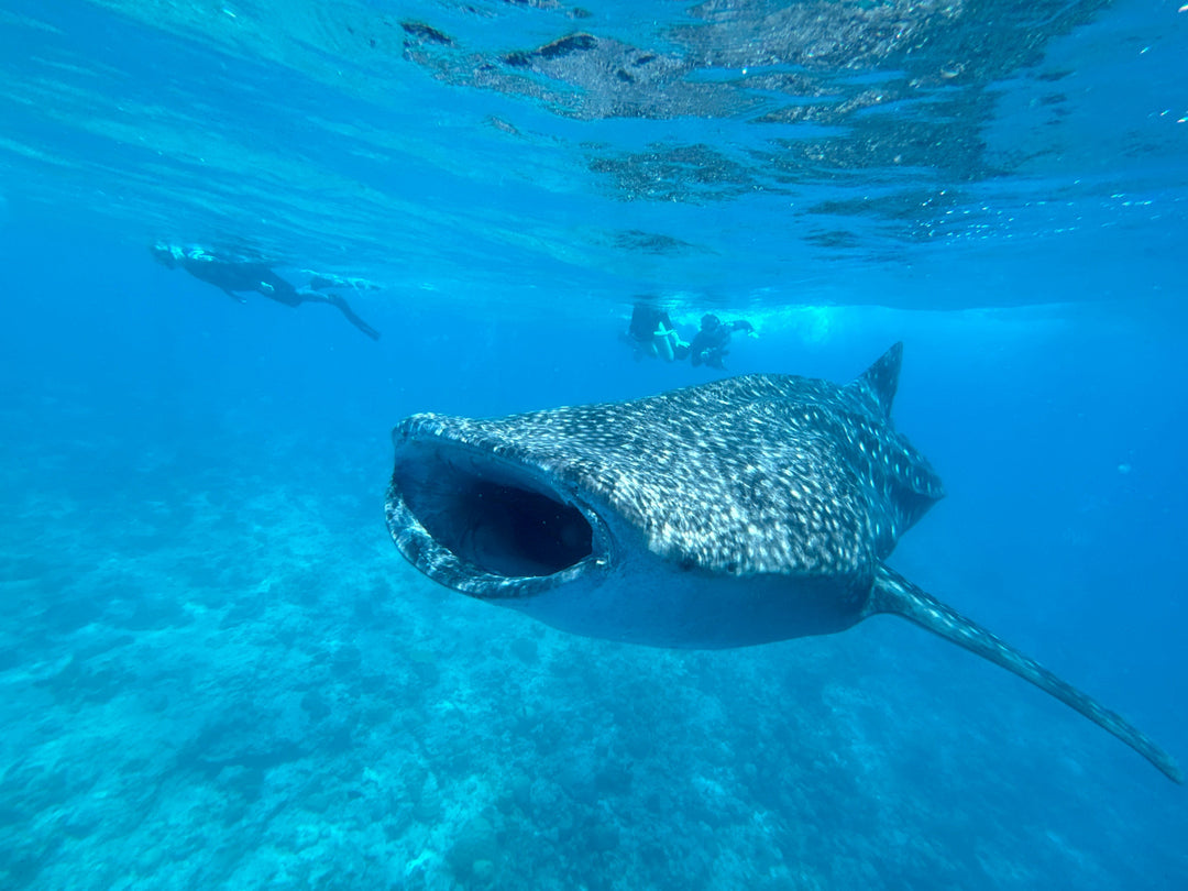 Liveaboard Deep South Maldives February 2025 - Aquaholics Dive Centre, Shop and Sea Safari - Aquaholics Dive Centre, Shop and Sea Safari