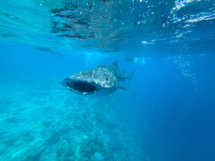 Liveaboard Deep South Maldives February 2025 - Aquaholics Dive Centre, Shop and Sea Safari - Aquaholics Dive Centre, Shop and Sea Safari