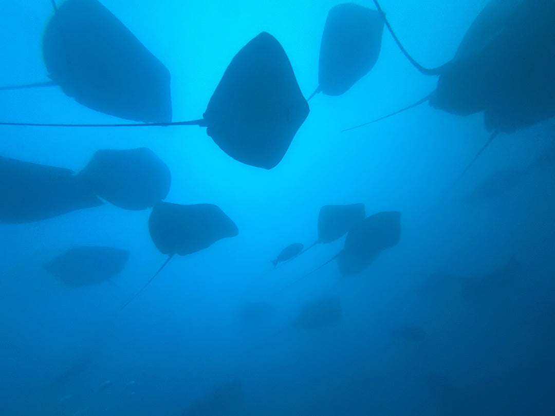 Liveaboard Deep South Maldives February 2025 - Aquaholics Dive Centre, Shop and Sea Safari - Aquaholics Dive Centre, Shop and Sea Safari