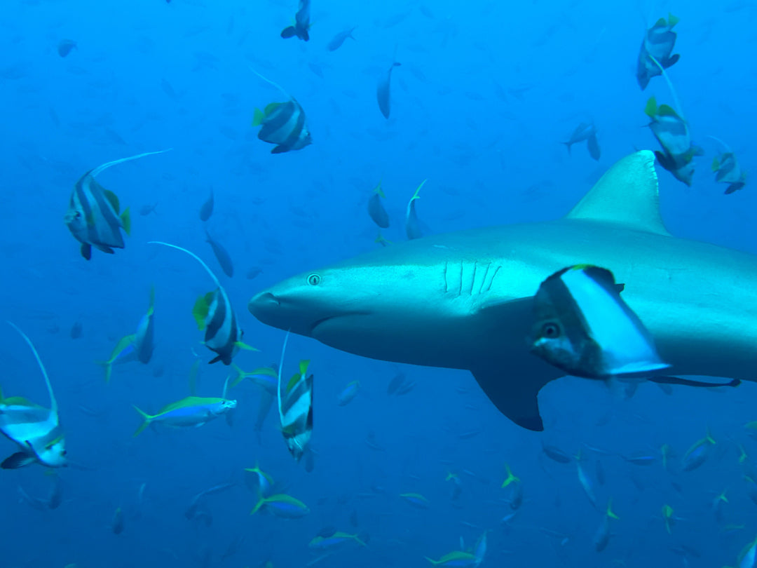 Liveaboard Deep South Maldives February 2025 - Aquaholics Dive Centre, Shop and Sea Safari - Aquaholics Dive Centre, Shop and Sea Safari