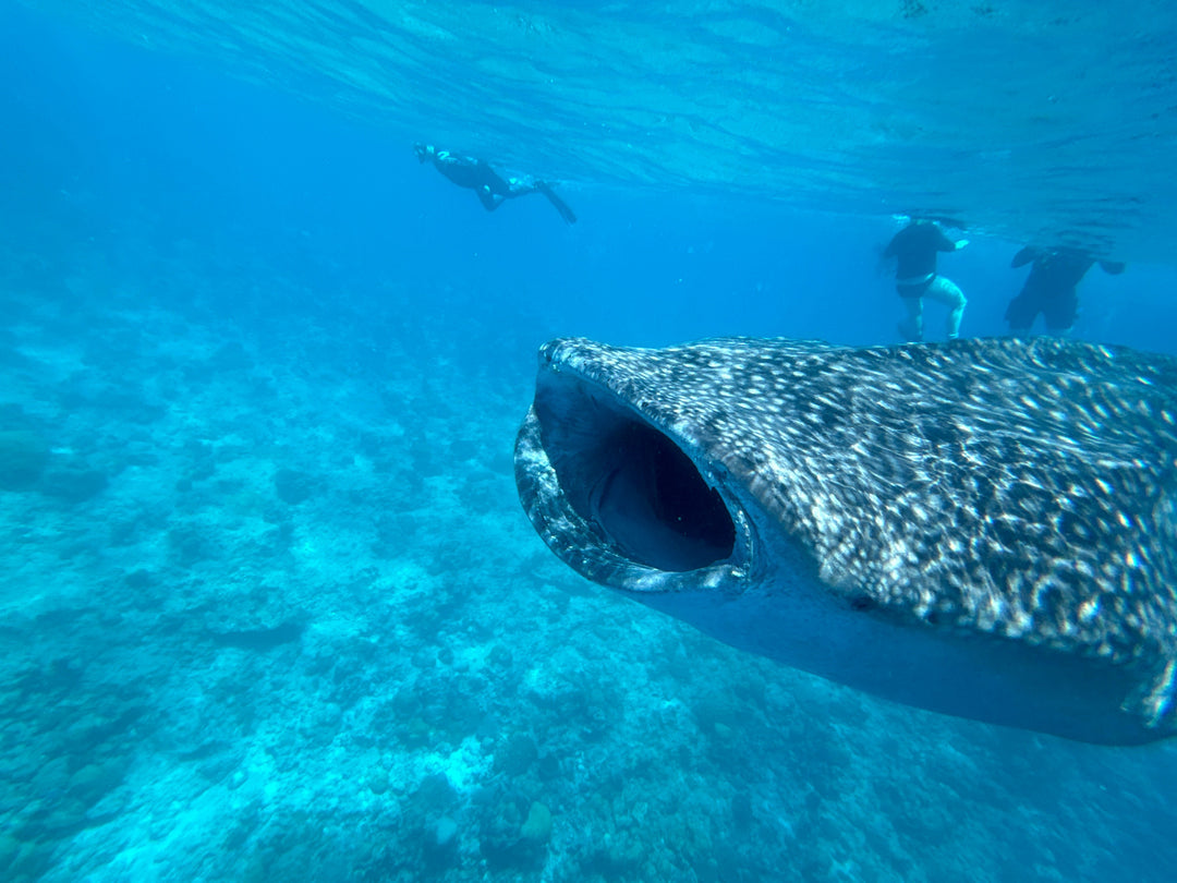 Liveaboard Deep South Maldives February 2025 - Aquaholics Dive Centre, Shop and Sea Safari - Aquaholics Dive Centre, Shop and Sea Safari