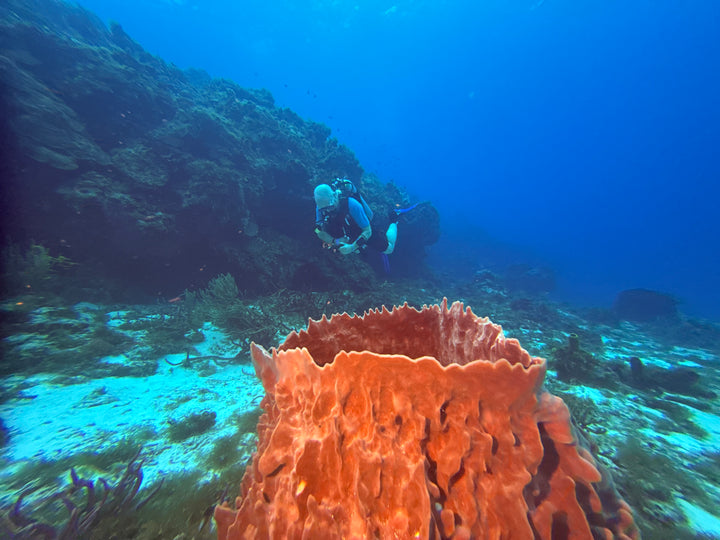 Cozumel and Tucan February 2027