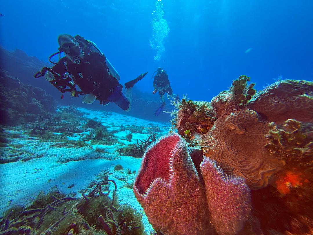 Cozumel and Tucan February 2027