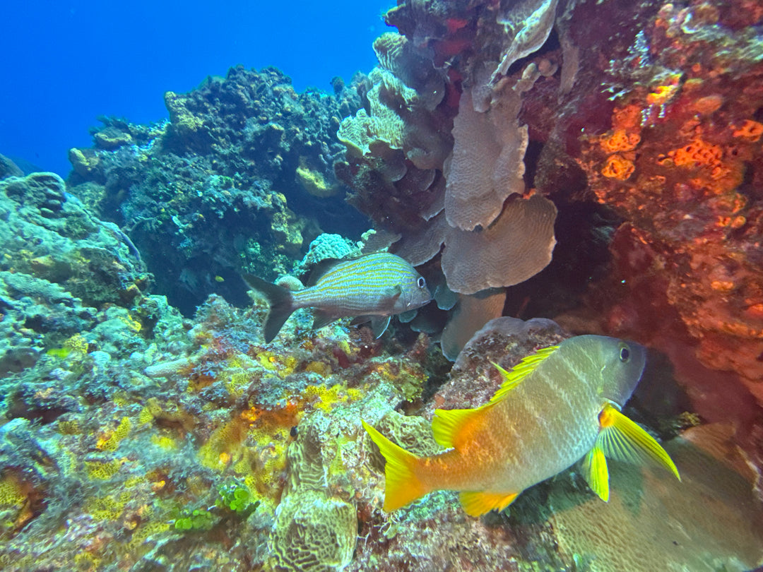 Cozumel and Tucan February 2027