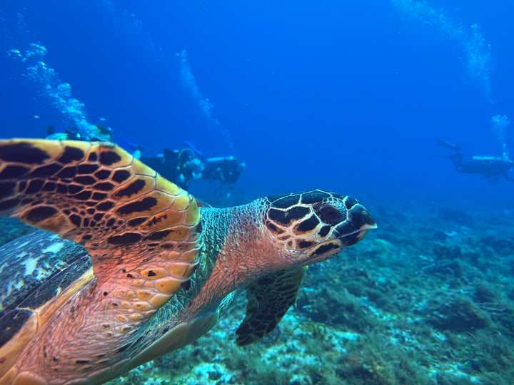 Cozumel and Tucan February 2027