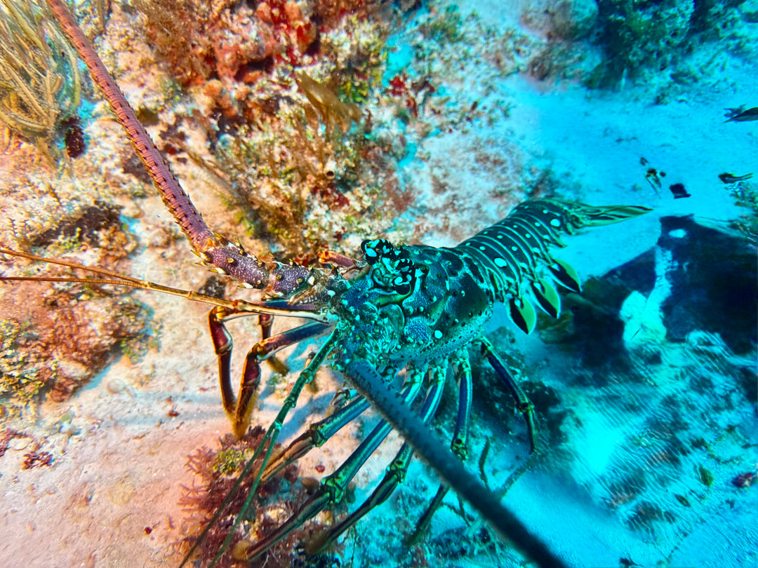 Cozumel and Tucan February 2027