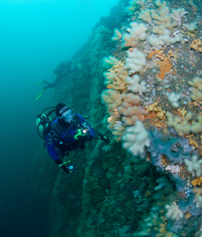 A diver exploring a marine-life-covered wall