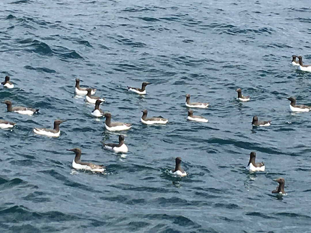 Puffin Express- Rathlin and Carrick-a-Rede Ropebridge boat trip from Ballycastle