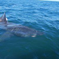 Inistrahull Island Basking Shark trip