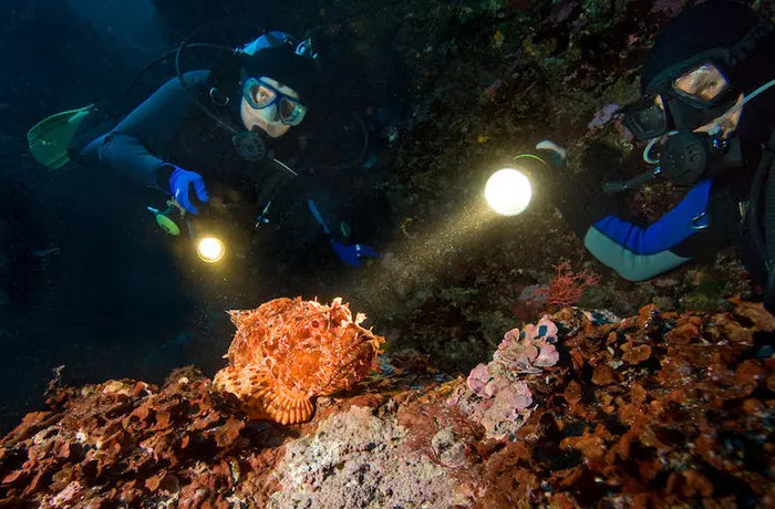 Night diving – PADI Night Diver specialty course